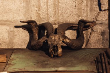 masada bir inek ve keçi boynuzu yalan.