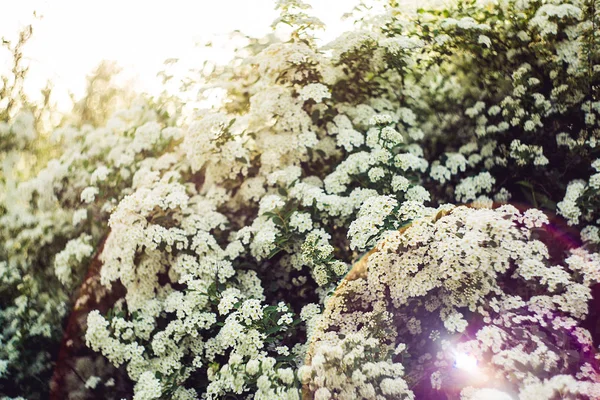 Splendida primavera. sfondo cespugli bianchi spirea alla luce del sole . — Foto Stock