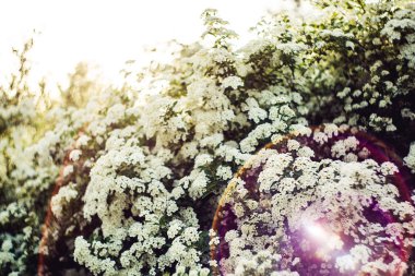 Harika bahar. arka plan beyaz çalılar erkeçsakalı güneş ışığı altında.