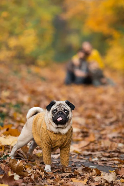 Забавный Языковой Мопс Собака Осенних Листьях — стоковое фото