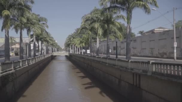 Pálmafák Egy Történelmi Sugárúton Ribeiro Preto Városában Paulo — Stock videók