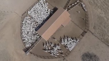 İHA ile yukarıdan görülen sığır ağılı.