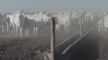 Beyaz sığır eti çiftliğinde kameraya bakıyor..
