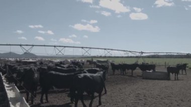 Beslenme alanındaki beyaz ve siyah sığır eti.