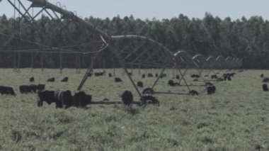 Yeşil otlakta siyah-beyaz sığır kesen çiftlik hayvanları ve arka planda sulama ekseni.