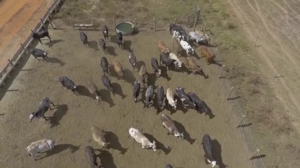 Drone Voando Sobre Confinamento Gado Bovino — Vídeo de Stock