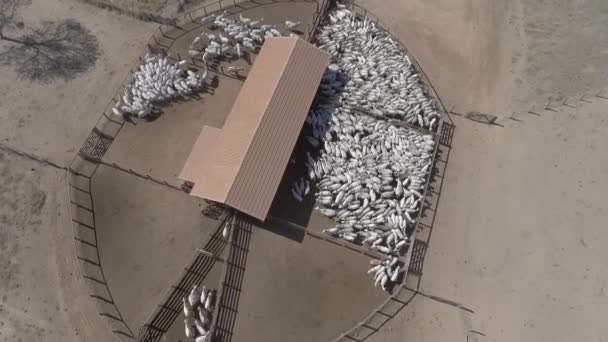Βοοειδή Corral Δει Από Ψηλά Drone — Αρχείο Βίντεο