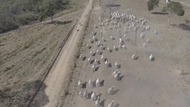 牧草地から治療ペンに移動するブラジルの牛 航空シーン — ストック動画