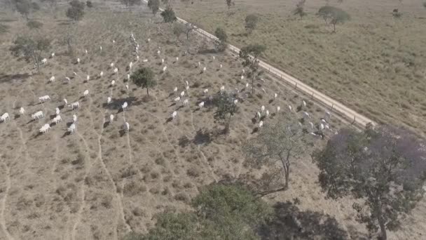 Brazilian Beef Cattle Moving Pasture Treatment Pen Aerial Scene — Stock Video