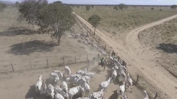 Brazilský Hovězí Dobytek Přecházející Pastviny Ošetřovacího Kotce Letecká Scéna — Stock video