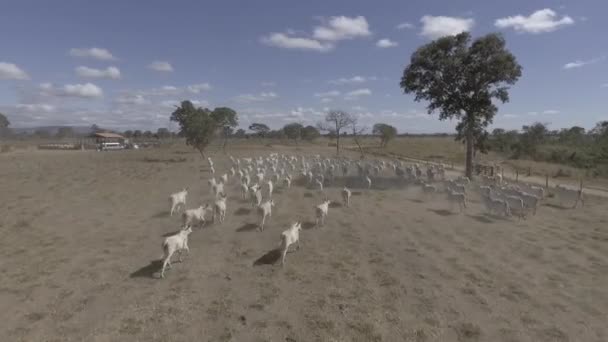 牧草地から治療ペンに移動するブラジルの牛 航空シーン — ストック動画