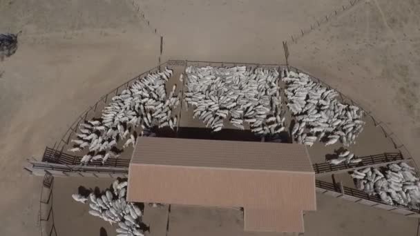 Προβολή Corral Drone Πολλά Κεφάλια Βοοειδών — Αρχείο Βίντεο