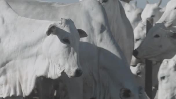 Белый Говяжий Скот Откормочной Площадке Смотрит Камеру — стоковое видео