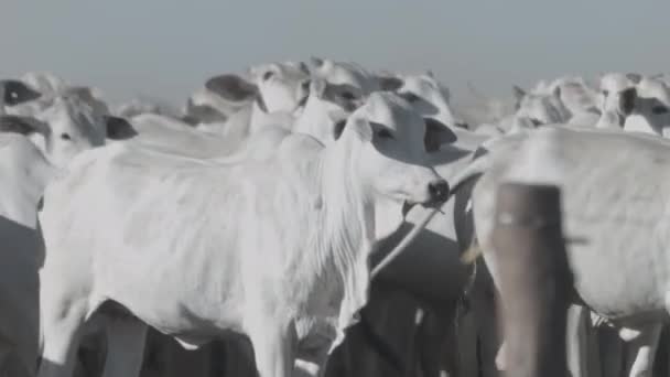 Белый Говяжий Скот Откормочной Площадке Смотрит Камеру — стоковое видео