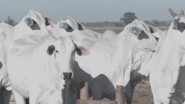 Beyaz Sığır Eti Çiftliğinde Kameraya Bakıyor — Stok video