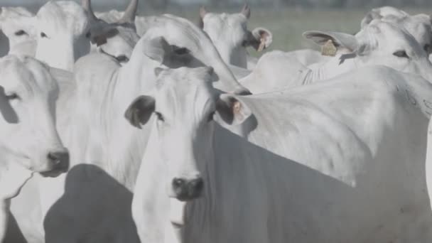 Ganado Vacuno Blanco Corral Viendo Cámara — Vídeos de Stock