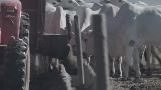 Βοοειδή Λευκά Και Μαύρα Που Τρέφονται Ζωοτροφές — Αρχείο Βίντεο