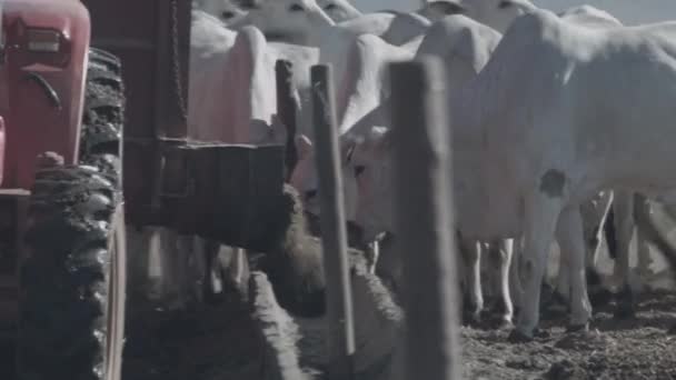 Bovinos Corte Branco Preto Confinamento Alimentados Com Ração — Vídeo de Stock