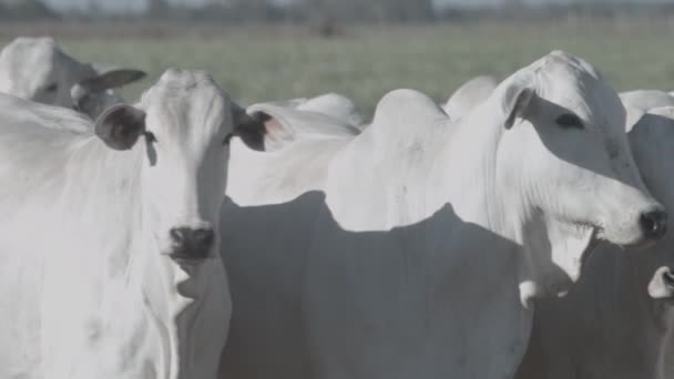 Λευκό Βόειο Κρέας Στην Feedlot Βλέποντας Την Κάμερα — Αρχείο Βίντεο