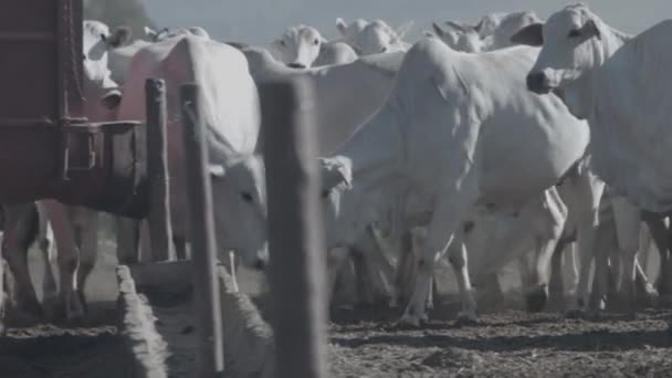 白牛和黑牛饲喂饲料 — 图库视频影像
