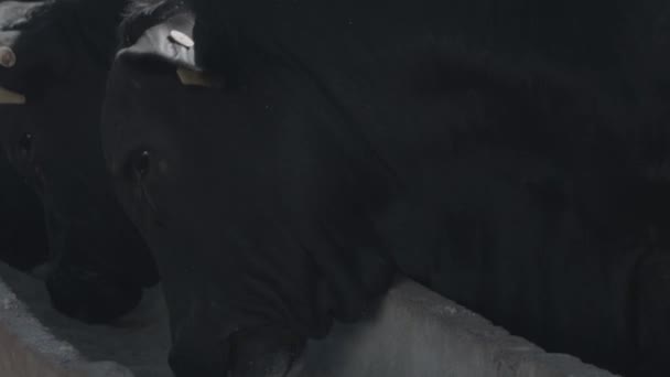 飼料の飼料飼料中の白と黒の牛 — ストック動画