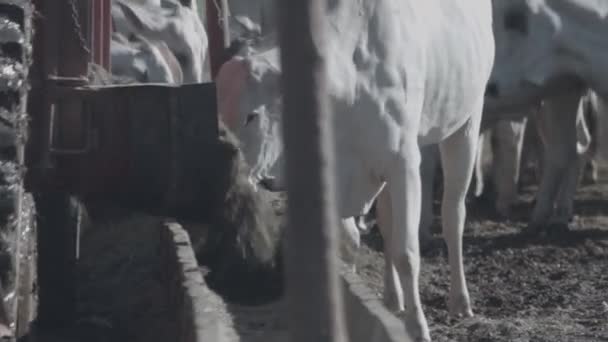 Białe Czarne Bydło Wołowe Żywiące Się Paszą — Wideo stockowe