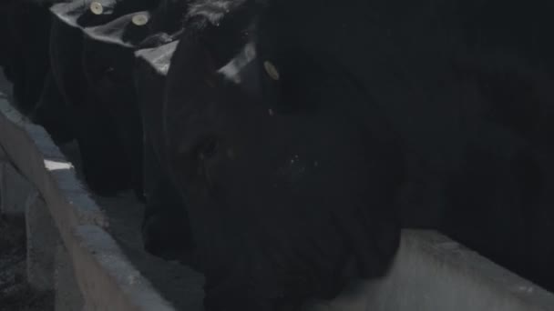 飼料の飼料飼料中の白と黒の牛 — ストック動画