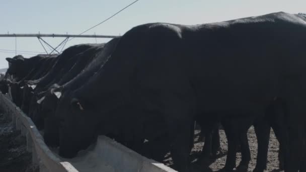 Beslenme Alanındaki Beyaz Siyah Sığır Eti — Stok video