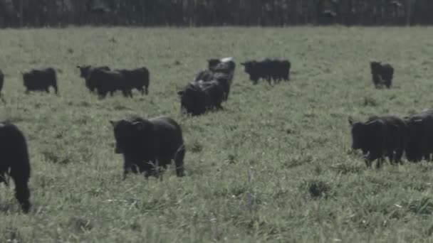 Pecuária Corte Gado Preto Branco Pasto Verde Com Pivô Irrigação — Vídeo de Stock