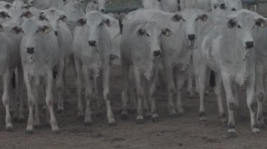 Yem alanındaki sığırlar kameraya bakıyor..