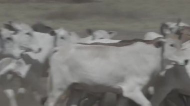 Yem alanındaki sığırlar kameraya bakıyor..