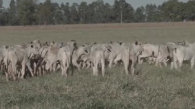 Kurak mevsimde çayırlarda koşan buzağı..