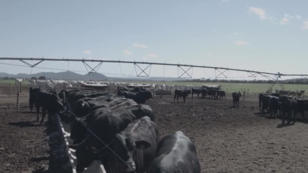 Weißes Und Schwarzes Rindfleisch Futtermitteln — Stockvideo