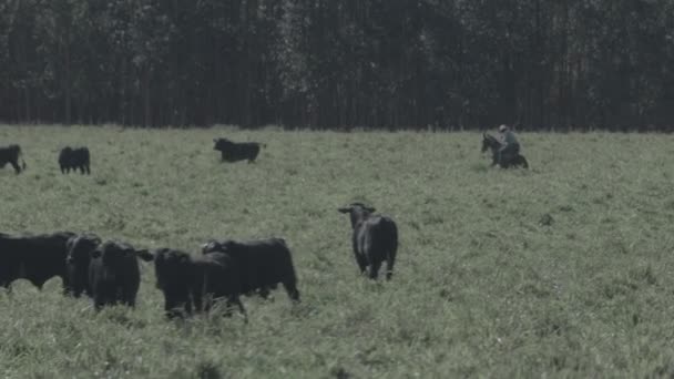 Pecuária Corte Gado Preto Branco Pasto Verde Com Pivô Irrigação — Vídeo de Stock