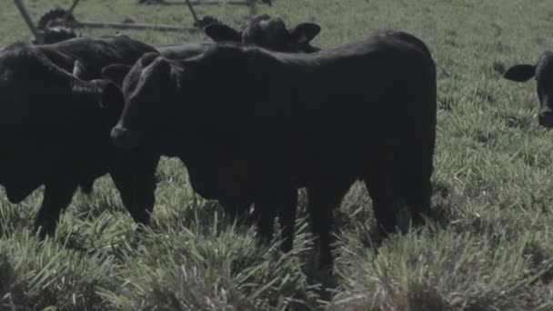 Yeşil Otlakta Siyah Beyaz Sığır Kesen Çiftlik Hayvanları Arka Planda — Stok video
