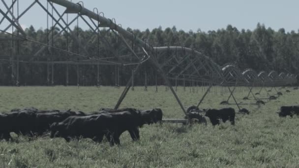 Živočišná Výroba Černého Bílého Skotu Zelených Pastvinách Zavlažovacím Otočným Čepem — Stock video