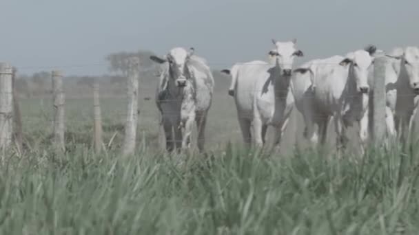 Yeşil Otlakta Siyah Beyaz Sığır Kesen Çiftlik Hayvanları Arka Planda — Stok video