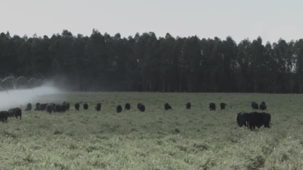 在以灌溉枢轴为背景的绿色牧场上切割黑白牲畜 — 图库视频影像