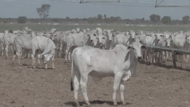Yem Alanındaki Sığırlar Kameraya Bakıyor — Stok video