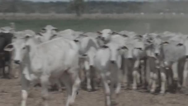 Yem Alanındaki Sığırlar Kameraya Bakıyor — Stok video