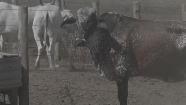 Bydło Wołowe Paszy Patrzące Kamerę — Wideo stockowe