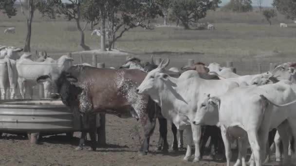 Βοδινό Κρέας Στην Κτηνοτροφία Κοιτάζοντας Την Κάμερα — Αρχείο Βίντεο