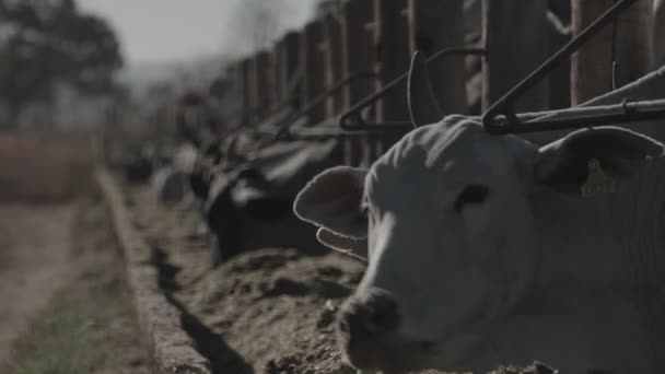 Marha Takarmányban Kamerába Néz — Stock videók