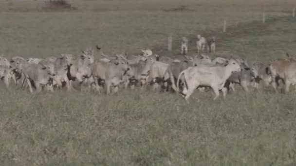 Bezerro Correndo Pelo Pasto Estação Seca — Vídeo de Stock