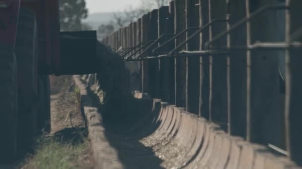 Bezerro Correndo Pelo Pasto Estação Seca — Vídeo de Stock