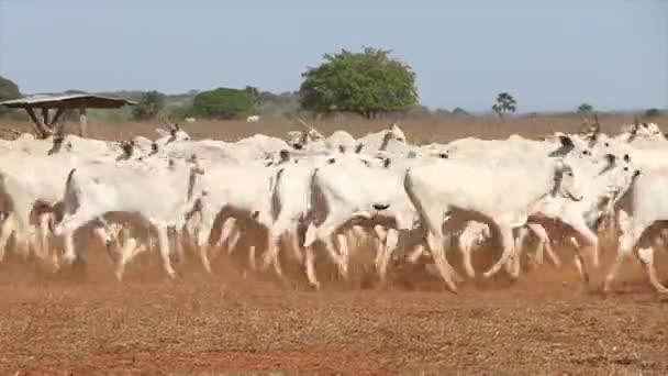 Beef Cattle Run Confinement Raise Dust — Stock Video
