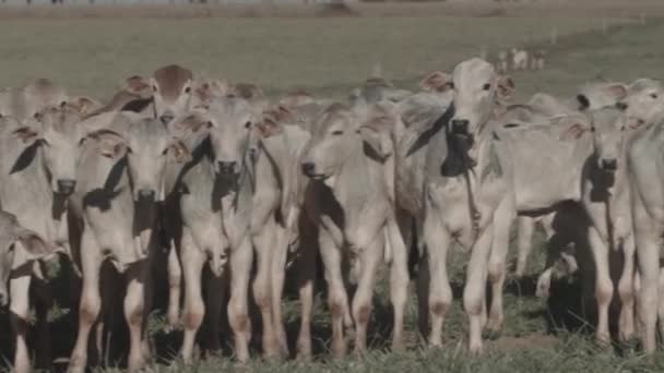 Bezerro Correndo Pelo Pasto Estação Seca — Vídeo de Stock