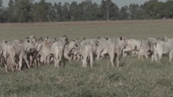Telata Protékající Pastvinami Období Sucha — Stock video