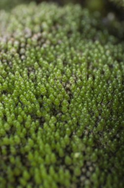 yeşil yosun yakın çekim