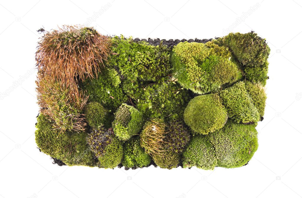 moss on isolated white background